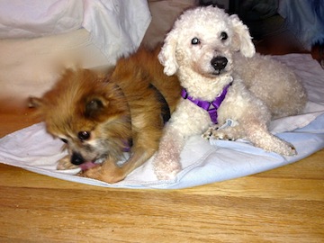 Two elderly dogs -- one reddish-brown, the other white-- share time together.